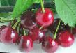 Cherry varieties Vyanok Photo and characteristics
