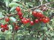 Cherry varieties Griot Belorusskijj Photo and characteristics