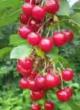 Cherry varieties Ehrdi Batermo Photo and characteristics