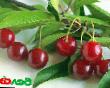Cherry varieties Novodvorskaya Photo and characteristics
