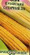 Kukuřice druhy Kubanskijj sakharnyjj 210 fotografie a charakteristiky