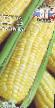 Kukurydza gatunki Lakomka zdjęcie i charakterystyka