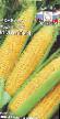 Kukurydza gatunki Simpatiya zdjęcie i charakterystyka