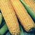 Corn varieties Andrea F1 Photo and characteristics