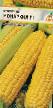 Corn varieties Monarkhiya F1 Photo and characteristics
