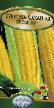 Corn varieties Trofi F1  Photo and characteristics