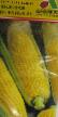 Corn varieties Zolotaya pechatka F1 Photo and characteristics