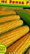 Corn varieties Ehrika F1 Photo and characteristics