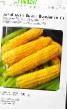 Corn varieties Super Sandans F1 Photo and characteristics