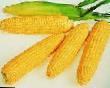 Corn varieties Lezhend F1 Photo and characteristics