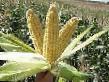 Corn varieties Lendmark F1 Photo and characteristics