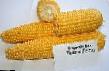 Kukuřice druhy Testi gold F1 fotografie a charakteristiky