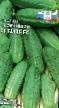 Cucumbers  Biznes F1 grade Photo