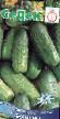 Cucumbers varieties Leandro F1 Photo and characteristics