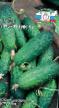 des concombres les espèces Mizinchik F1 Photo et les caractéristiques