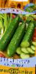 Cucumbers varieties Ibn Sina F1  Photo and characteristics