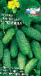 Cucumbers varieties Polina F1 Photo and characteristics