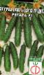 Cucumbers varieties Regata F1 Photo and characteristics