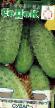 Cucumbers  Sudar grade Photo