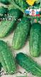 Cucumbers varieties Khrumka F1 Photo and characteristics