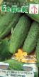 Cucumbers varieties Ehlektron Photo and characteristics