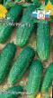 des concombres les espèces Izyuminka F1 Photo et les caractéristiques