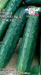 Cucumbers varieties Krokodil Gena F1 Photo and characteristics