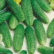 Cucumbers varieties Ginga F1 Photo and characteristics