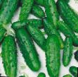 Cucumbers varieties Ira F1 Photo and characteristics