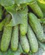 Cucumbers varieties Masha F1 Photo and characteristics