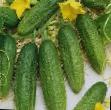 Cucumbers varieties Otello F1 Photo and characteristics