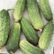 Cucumbers varieties Foton F1 Photo and characteristics