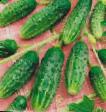 Cucumbers varieties Kapelka  Photo and characteristics
