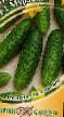 Cucumbers  Murashka F1 grade Photo