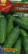 Cucumbers  Soblazn F1 grade Photo