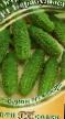 Cucumbers  Barabulka F1 grade Photo