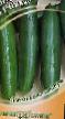 Cucumbers varieties Pikas F1 Photo and characteristics