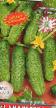 Cucumbers varieties MARSELLA F1 Photo and characteristics