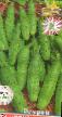 Cucumbers varieties Bejjo Amur F1 Photo and characteristics