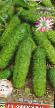 Cucumbers varieties German F1 Photo and characteristics