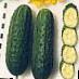 Cucumbers  Pasadobl F1  grade Photo