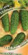 Cucumbers  Mumu F1 grade Photo
