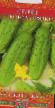 Cucumbers  Korol gryadki F1  grade Photo