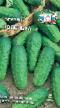 Cucumbers  Kolenka grade Photo