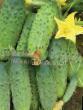 Cucumbers varieties Solenye ushi Photo and characteristics