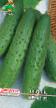 Cucumbers  Arbat F1  grade Photo