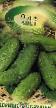 Cucumbers varieties Aist Photo and characteristics