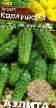 Cucumbers varieties Karlusha F1 Photo and characteristics