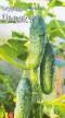 Cucumbers varieties Dedok F1 Photo and characteristics