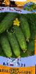 Cucumbers varieties Bumer F1  Photo and characteristics